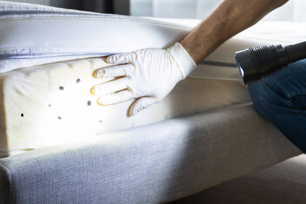 Best Flea Control Services  in Trafford, PA
